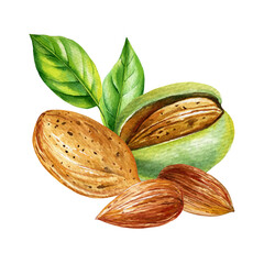 Almond nuts with green shell and leaves watercolor illustration healthy organic protein food isolated on white background design