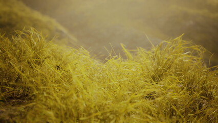 Amidst the serene landscape, golden grass dances softly in the evening breeze, illuminated by the fading sunlight, creating a tranquil and peaceful atmosphere perfect for reflection.