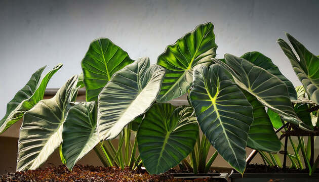 Alocasia Macrorrhizos Taro Geant