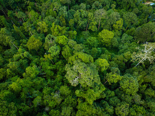 Aerial various green tropical tree rain forest mountain island
