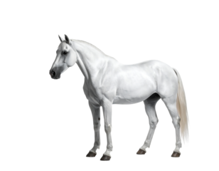 A pure white horse, standing squarely, facing left, exhibiting a well-muscled build and a flowing mane and tail