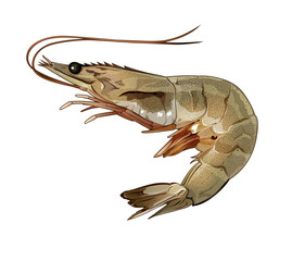 Realistic Black Tiger Shrimp Vector Illustration Seafood Animal Detailed Prawn Aquatic Marine Food PNG Transparent Background EPS AI vector