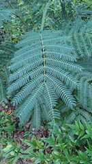 A serene close-up of a delicate silk tree leaf on a calm day