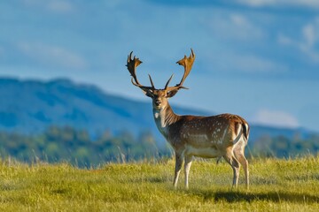 Naklejka premium A majestic fallow deer stands on the horizon. Fallow deer in the nature habitat. Dama dama. 