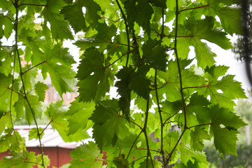 green leaves in sunlight