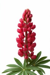 Vibrant red lupine flower with green leaves against white background