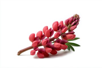 Vibrant pink and red lupine flower on white background
