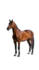 Obraz premium A chestnut horse stands against a black background, showcasing its muscular build and dark legs, tail, and mane
