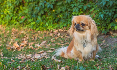 Pekingese/ Tibetan Spaniel dog in autumn park