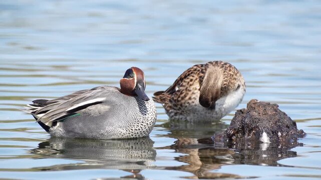A pair of Eurasian teal (Anas crecca) preening simultaneously at 60 frames per second.
