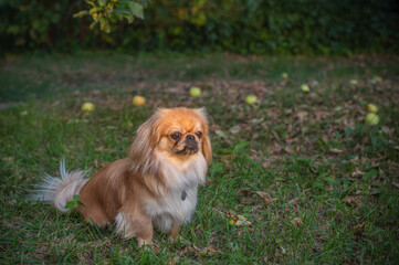Pekingese/ Tibetan Spaniel dog in autumn park