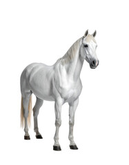 Fototapeta premium A light grey horse, possibly a pony, stands calmly against a black background. Its mane and tail show a slightly lighter shade