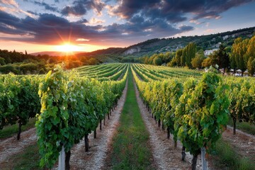 Naklejka premium Sunset Over Lush Green Vineyard Rows and Hills