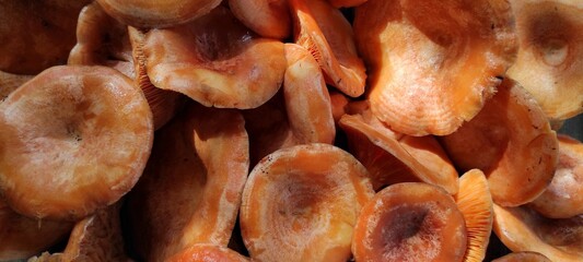 A group of forest mushrooms, Ryzhikov, on a table – a dense arrangement of caps, natural background