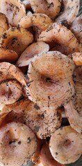 A harvest of forest mushrooms, Ryzhikov, is a pile of caps with natural traces of soil and pine needles.