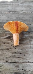 A single forest mushroom, Ryzhik, seen from below with distinct gills and a stem.