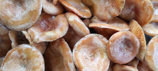 Mushrooms Gathered During Autumn in a Forest With Rich Earthy Tones and Various Shapes and Sizes