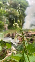 Colorful flowers in garden with smoke from burning waste