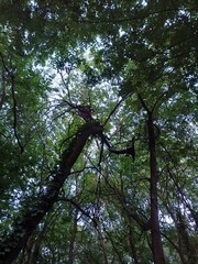 Forest Canopy with Dense Leaves