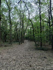 Forest Trail With Fallen Leaves