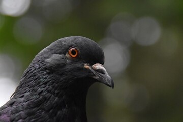 This wood pigeon is in a forest. you can see the head of the bird in the picture.