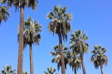 Obraz premium Beautiful palm trees growing against blue sky outdoors, low angle view