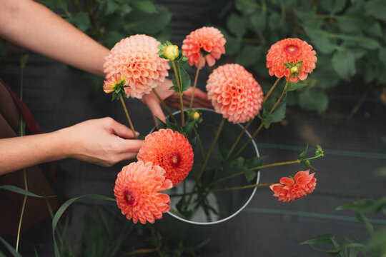 Hands carefully selecting vibrant pink dahlias from metal bucket in flower garden
