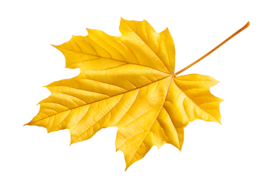 Isolated Detailed Yellow Maple Leaf on transparent background Close Up. Ai Generated Images