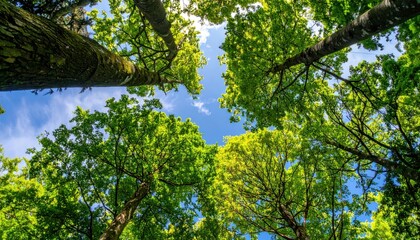 Fototapeta premium Green Forest Canopy with Sunlight and Blue Sky Seen From Below
