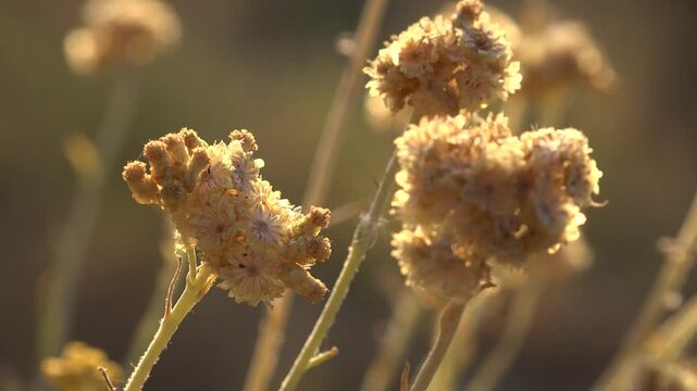 Desert Wild Flowers, Sunset Landscape on Coastline, Arid Plants on Seashore