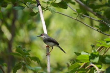 Small gray animal with orange feet perched on bamboo pole in garden