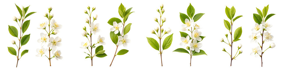 Obraz premium Several sprigs of jasmine are isolated on transparent background