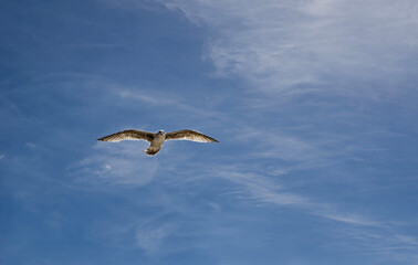 Seagull in flight with wings wide open against blue sky and clouds on sunny summer day