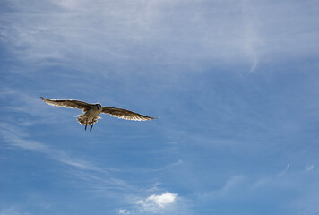Seagull in flight with wings wide open against blue sky and clouds on sunny summer day