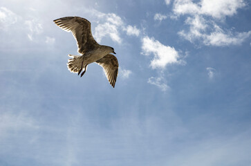 Seagull in flight with wings wide open against blue sky and clouds on sunny summer day