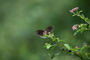 Vibrant Blue spotted crow  butterfly perched delicately on a cluster of small pink and white flowers. The background is soft, blurred field of green and highlighting the subject.