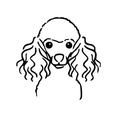 cute poodle dog headshot line art illustration