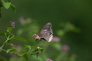 Vibrant Blue spotted crow  butterfly perched delicately on a cluster of small pink and white flowers. The background is soft, blurred field of green and highlighting the subject.