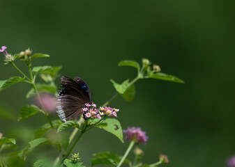 Fototapeta premium Vibrant Blue spotted crow butterfly perched delicately on a cluster of small pink and white flowers. The background is soft, blurred field of green and highlighting the subject.