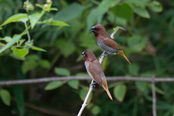 Two vibrant, small Scaly breasted Munia perched on a thin branch with a blurred green natural background.
