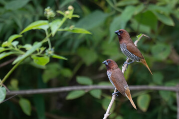 Two vibrant, small Scaly breasted Munia perched on a thin branch with a blurred green natural background.