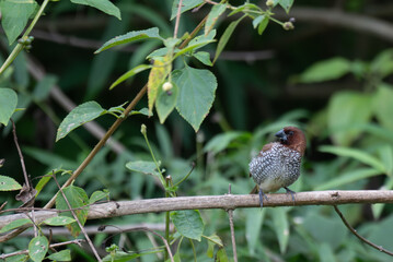 Fototapeta premium A vibrant, small Scaly breasted Munia perched on a thin branch with a blurred green natural background.