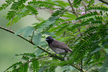 A  vibrant, small Red vented Bulbul perched on a thin branch with a blurred green natural background.