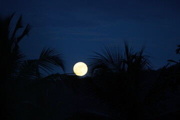 Full moon rising through silhouetted palm fronds against purple twilight sky