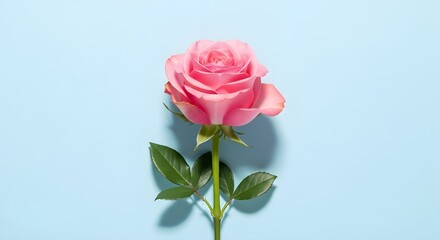 Fototapeta premium Minimalist Pink Rose on Blue Background
