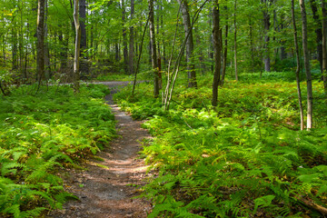 Fototapeta premium Dirt walking path leading in the forest with a ground cover of green ferns in the forest. Trail in the woods. Nature landscape