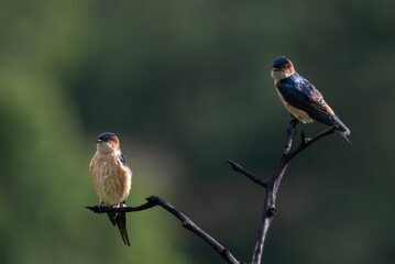 Two colorful Red rumped Swallow perched on a dry tree branch against a blurred vibrant green background.