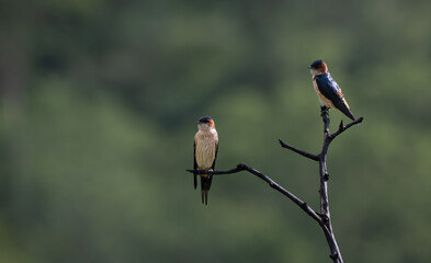 Two colorful Red rumped Swallow perched on a dry tree branch against a blurred vibrant green background.