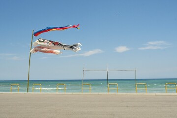 元気よく青空を泳ぐ、日本海に面した海岸に設置された鯉のぼり　島根県　益田市