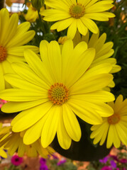 Delicate yellow daisy flowers displayed in full bloom with soft lighting. Detail view of yellow daisy petals